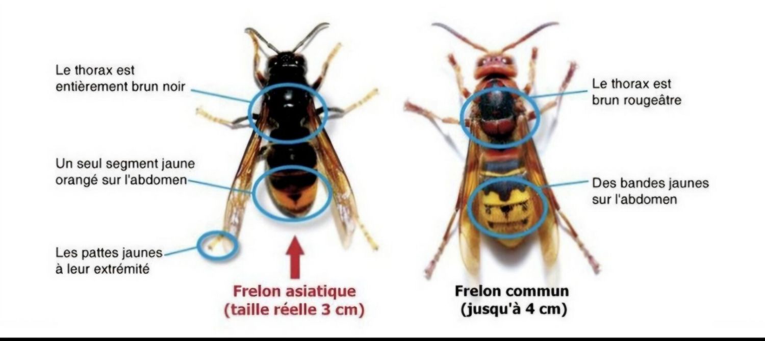 CCHF -Frelons asiatiques 