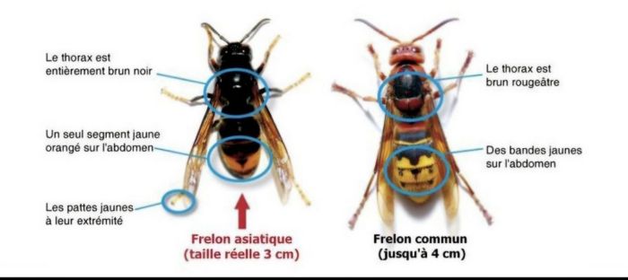 CCHF -Frelons asiatiques